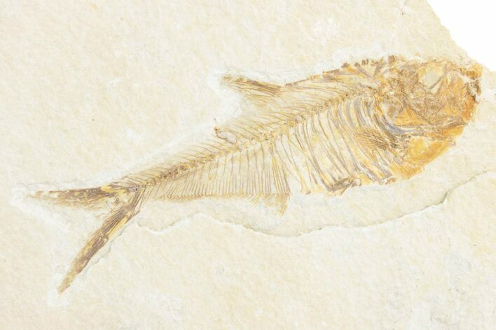 Detailed Fossil Fish (Diplomystus) - Wyoming #361087